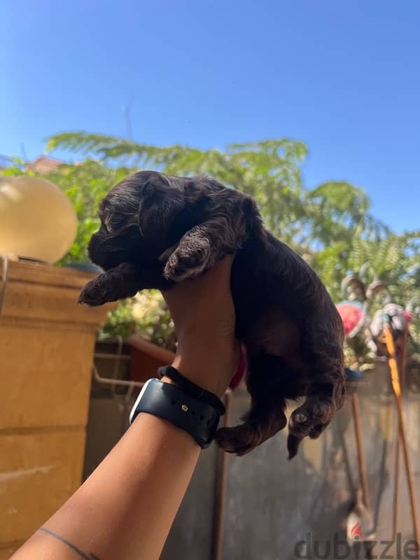 new born brown puppy mini cocker spaniel 1