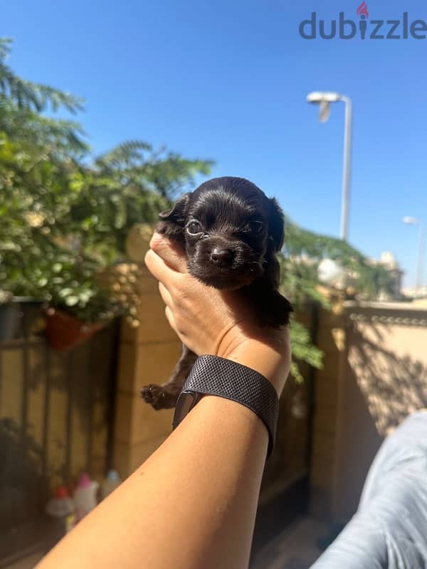 new born brown puppy mini cocker spaniel 3