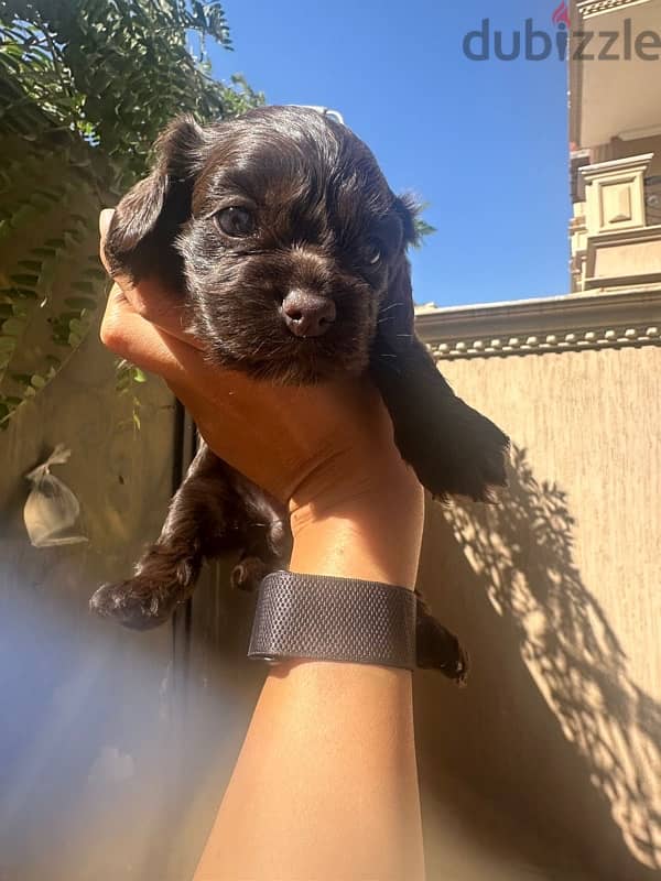 new born brown puppy mini cocker spaniel 4