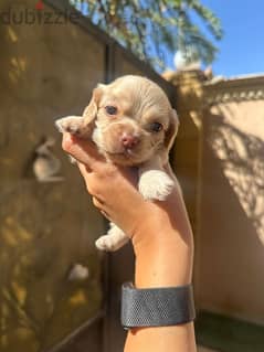 new born mini cocker spaniel gold puppy 0