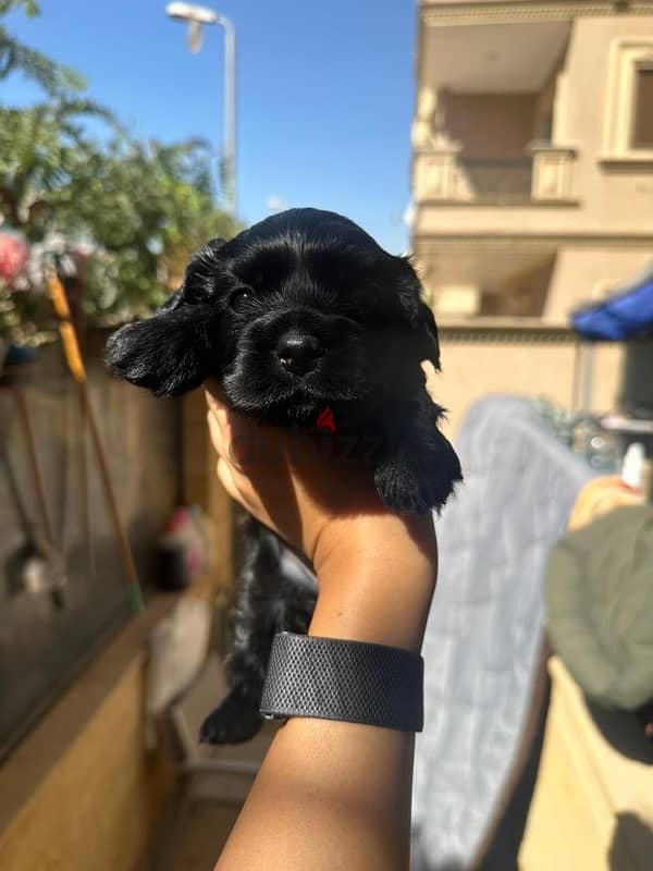 new born mini cocker spaniel  black puppy 3