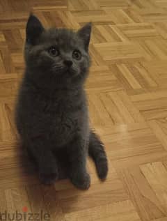 Pure Female Scottish Fold 45 days 0