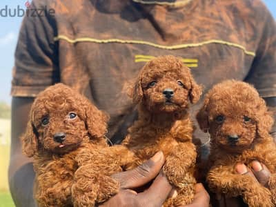 toy poodles and tea cup poodles  توى بودل