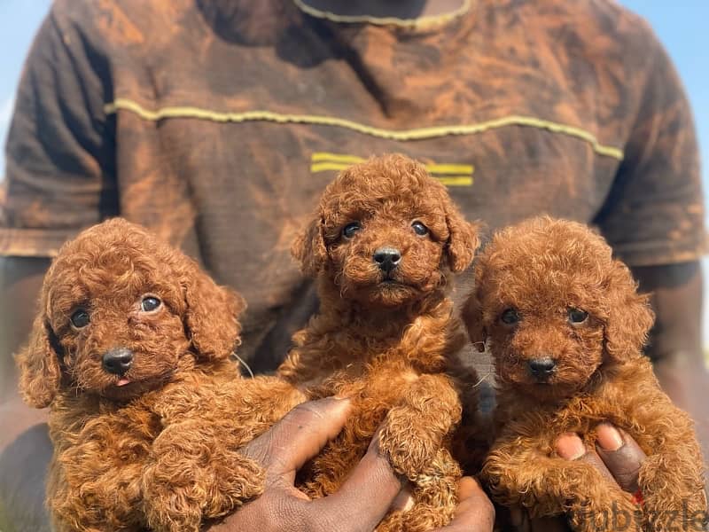 toy poodles and tea cup poodles  توى بودل 1