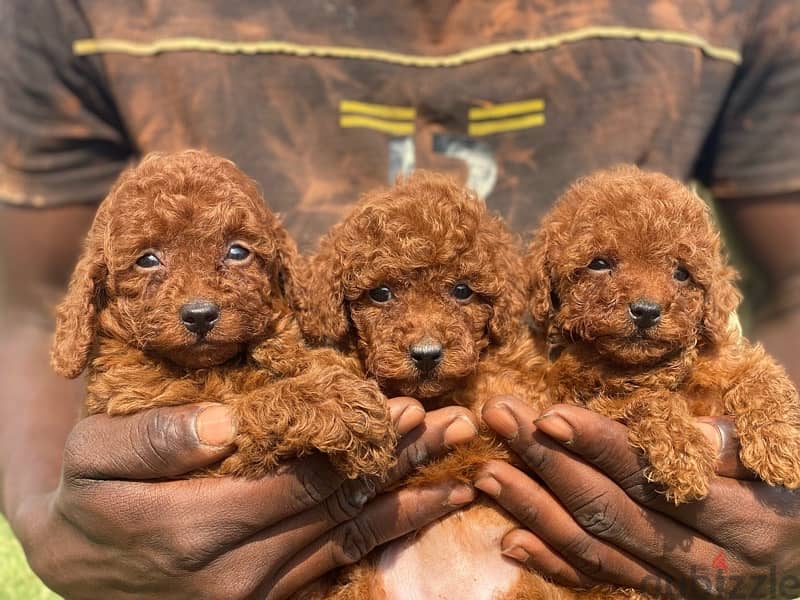 toy poodles and tea cup poodles  توى بودل 2