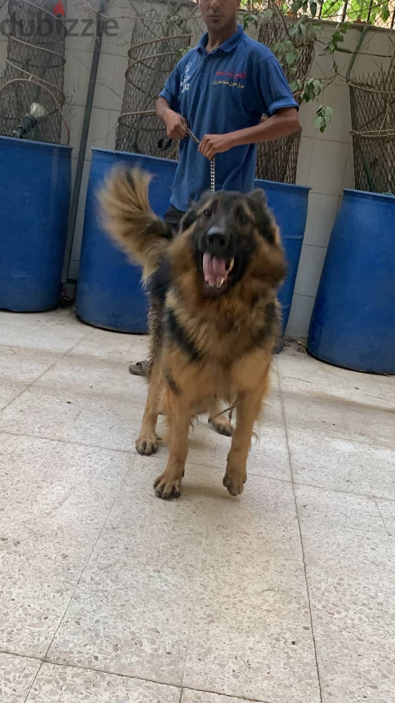 German shepherd 2 years old 1