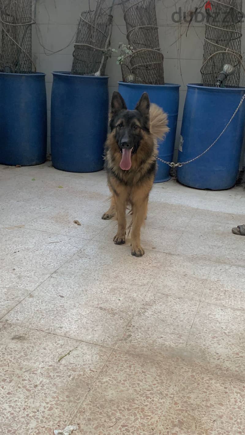 German shepherd 2 years old 3