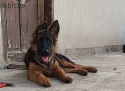 جرو جيرمن شيبرد German shepherd 0