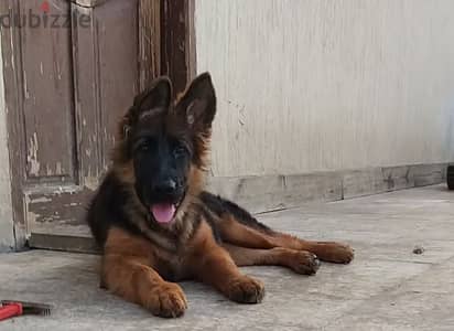 جرو جيرمن شيبرد German shepherd