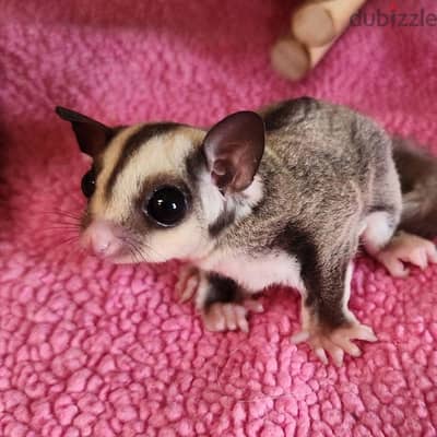 sugar glider زوج منتجين