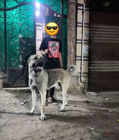 كنجال kangal