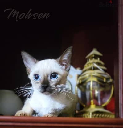 the most beautiful سيامي سيامى SIAMESE kittens in egypt