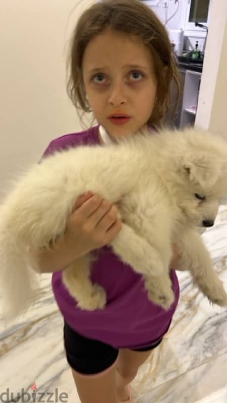 Samoyed pure female 1