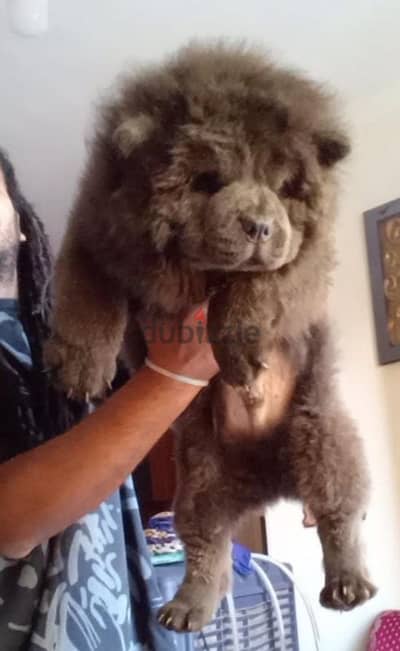 blue chow chow puppies