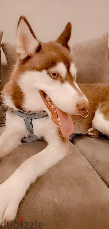 كلب هاسكي husky dog 1