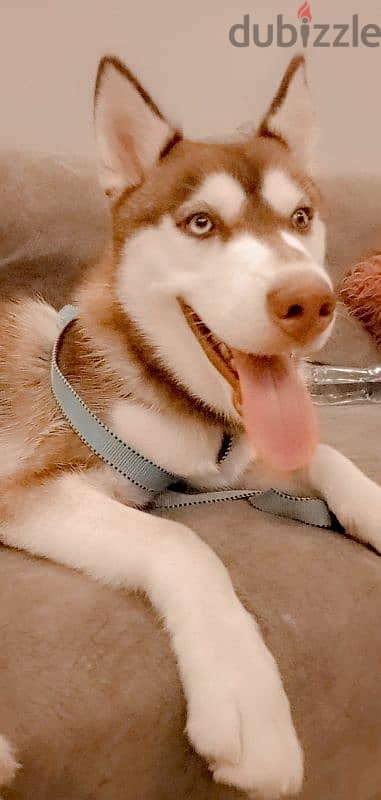 كلب هاسكي husky dog 2