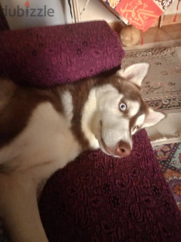 كلب هاسكي husky dog 3