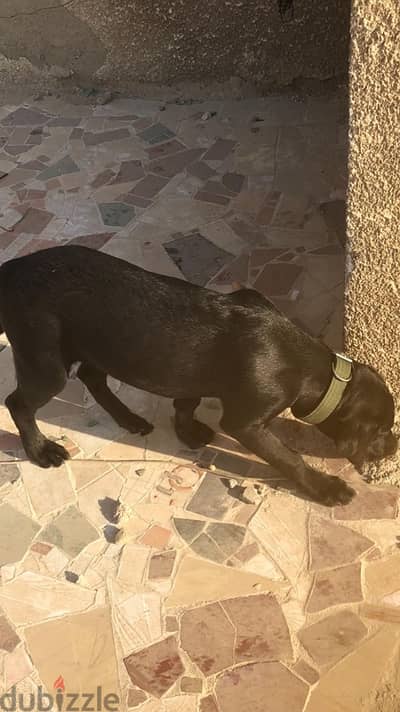 Black female Labrador