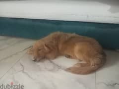 Golden retriver نتياية جولدن ريتريفر 0