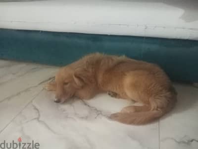 Golden retriver نتياية جولدن ريتريفر