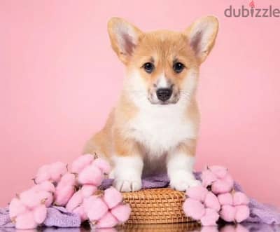 Cute Corgi female From Russia