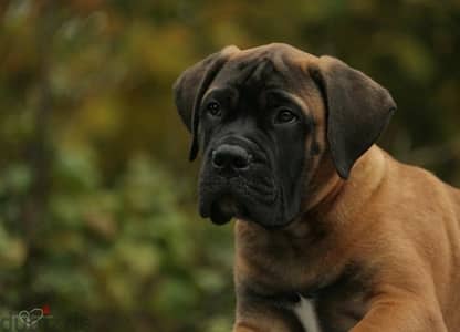 bull mastiff puppies boys from Russia