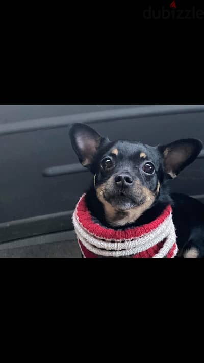 Mexican chihuahua looking for a forever home