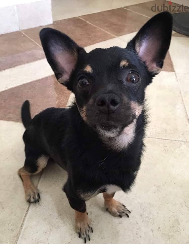 Mexican chihuahua looking for a forever home 1