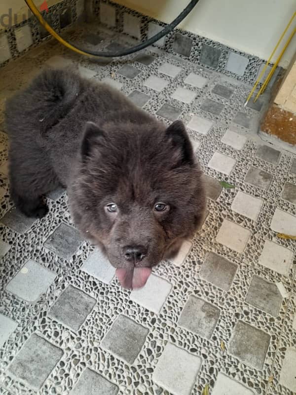 Chow Chow Puppy *90 Days Old* 0