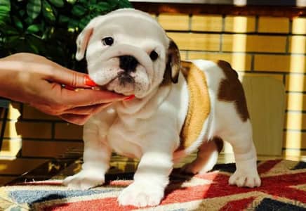 English bulldog females from Russia