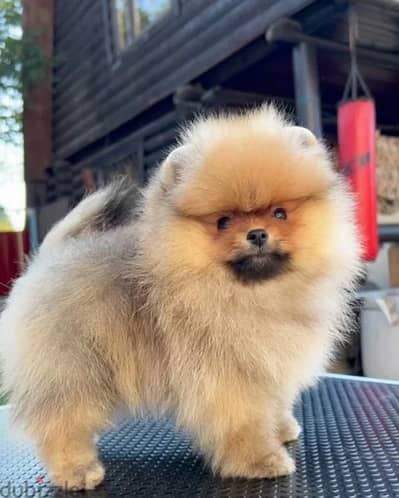 Imported from Russia mini Pomeranian boy puppy