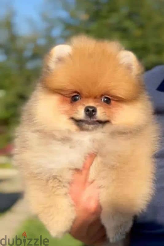 Imported from Russia mini Pomeranian boy puppy 1