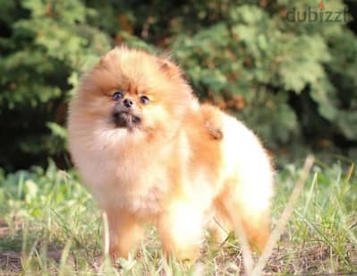 imported from Russia gorgeous Pomeranian