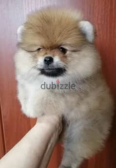 Pomeranian puppy Male from Russia 0