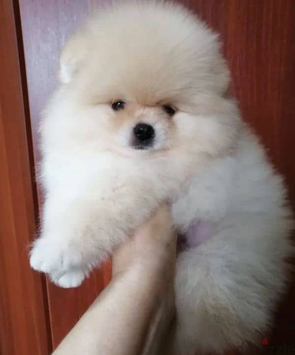 Pomeranian puppy Male from Russia 1