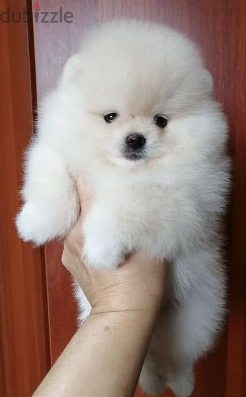 Pomeranian puppy Male from Russia 2