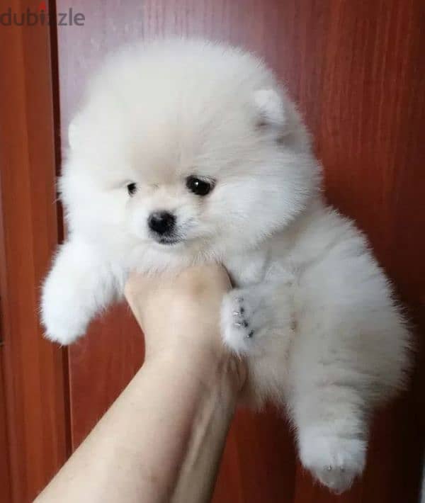 Pomeranian puppy Male from Russia 3