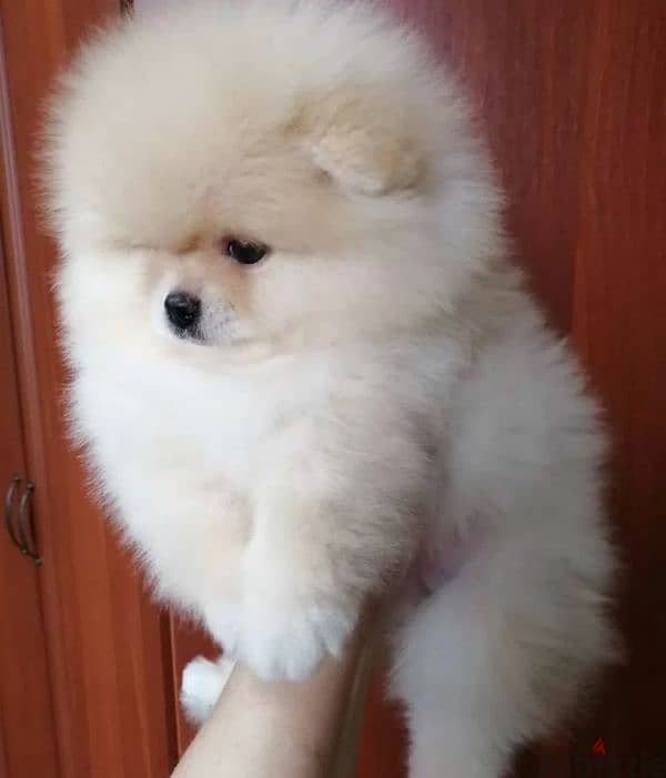 Pomeranian puppy Male from Russia 4