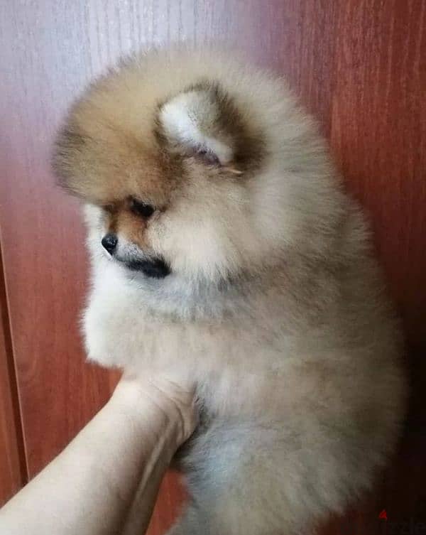 Pomeranian puppy Male from Russia 5