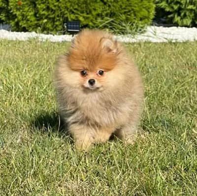 Pomeranian