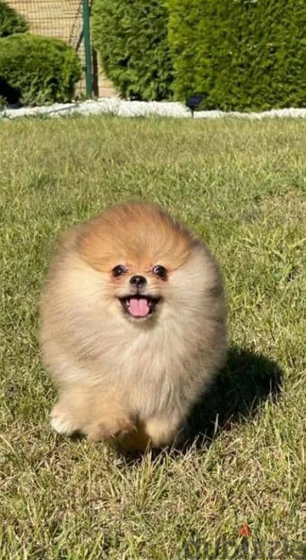 Pomeranian baby girl from Russia 1