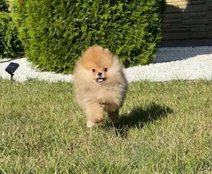 Pomeranian baby girl from Russia 2