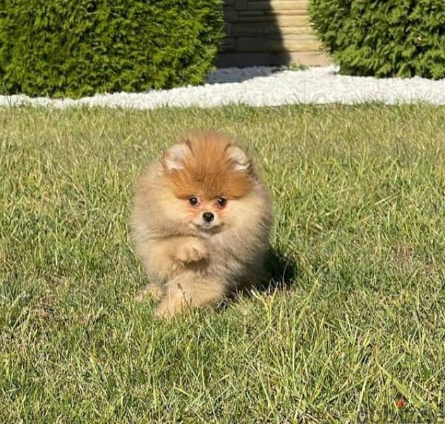 Pomeranian baby girl from Russia 3