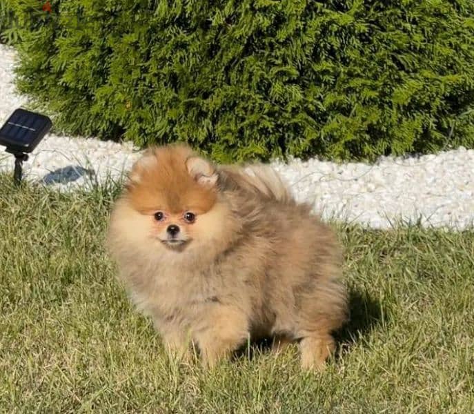 Pomeranian baby girl from Russia 4