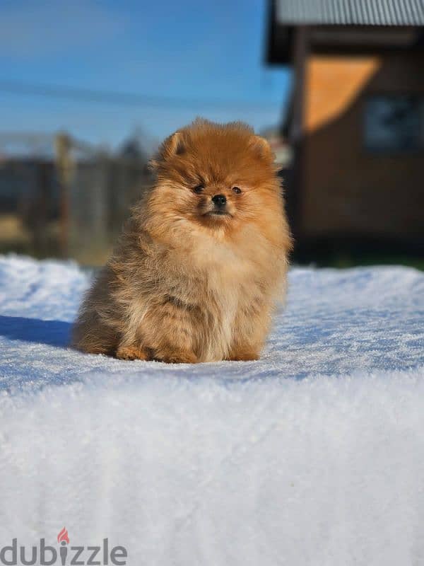 Pomeranian puppy female From Russia 0