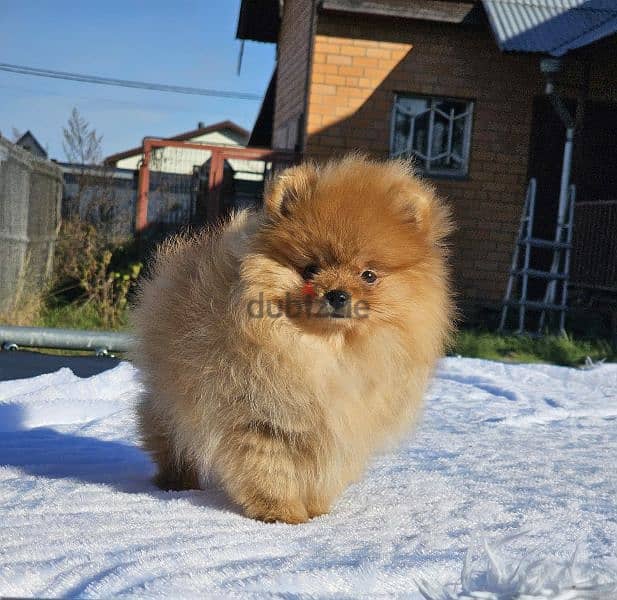 Pomeranian puppy female From Russia 1