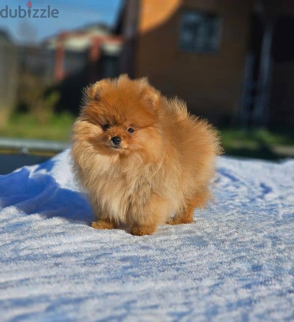 Pomeranian puppy female From Russia 2