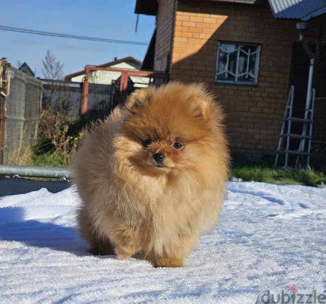 Pomeranian puppy female From Russia 3