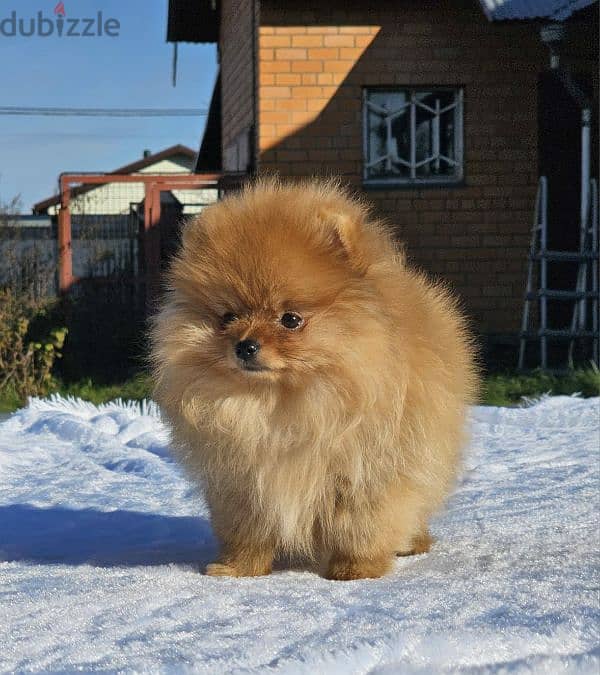 Pomeranian puppy female From Russia 4