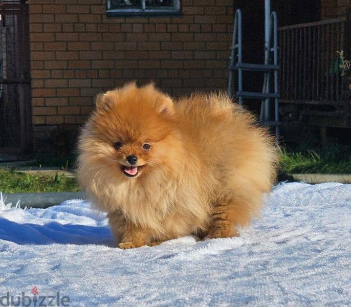 Pomeranian puppy female From Russia 5